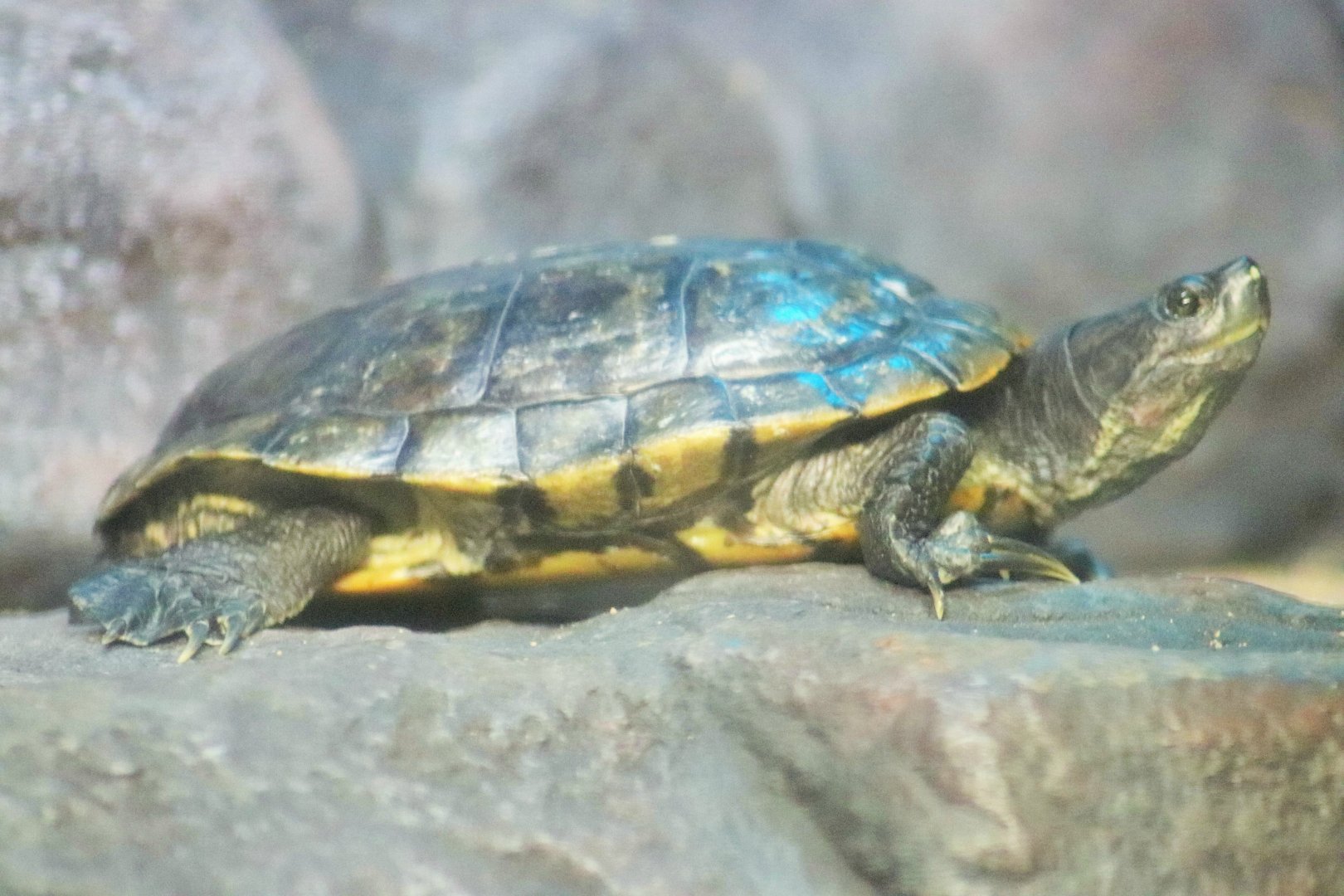 Red-eared Slider (Trachemys scripta elegans)