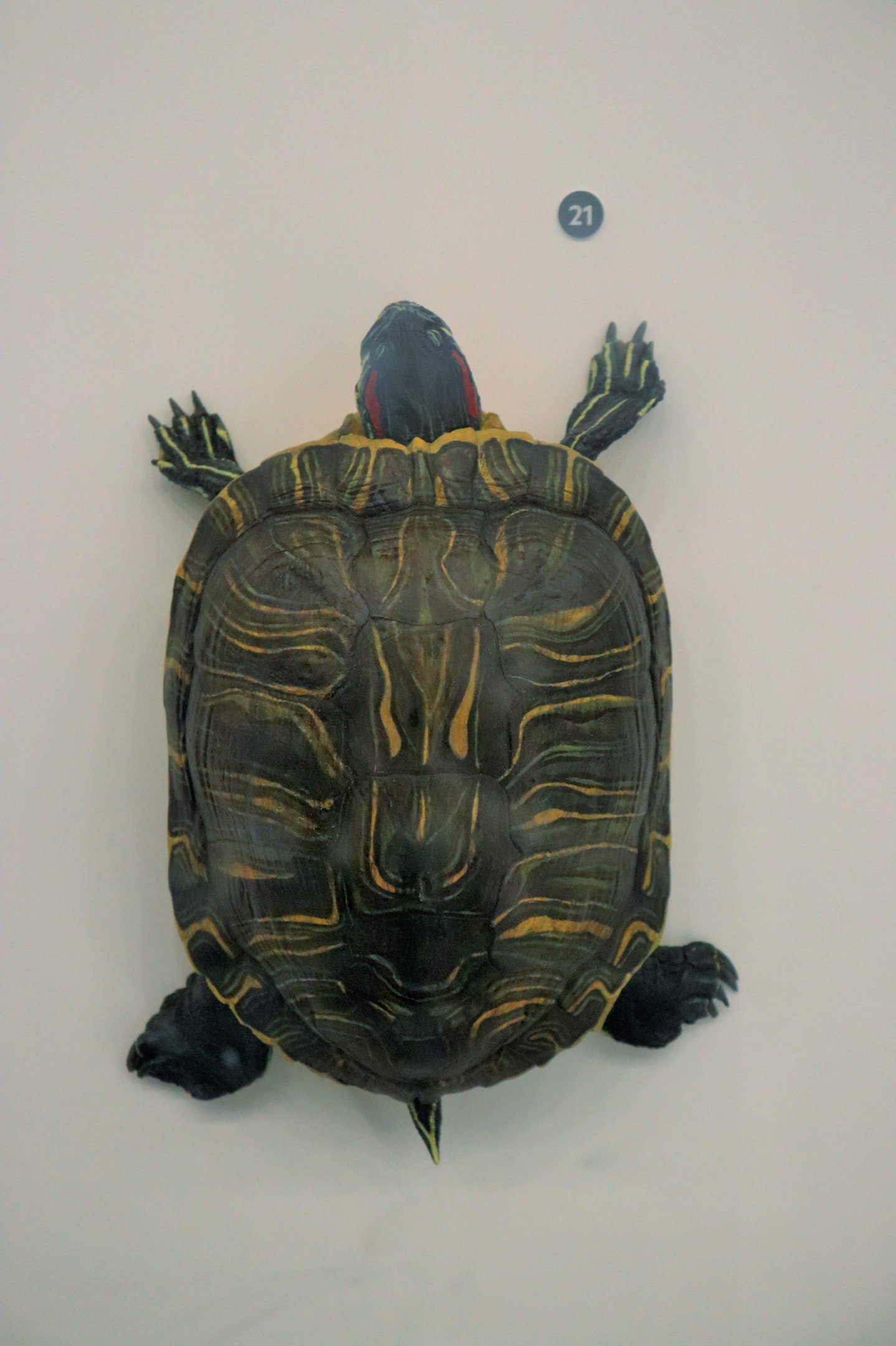 Red-eared Slider (Trachemys scripta elegans)