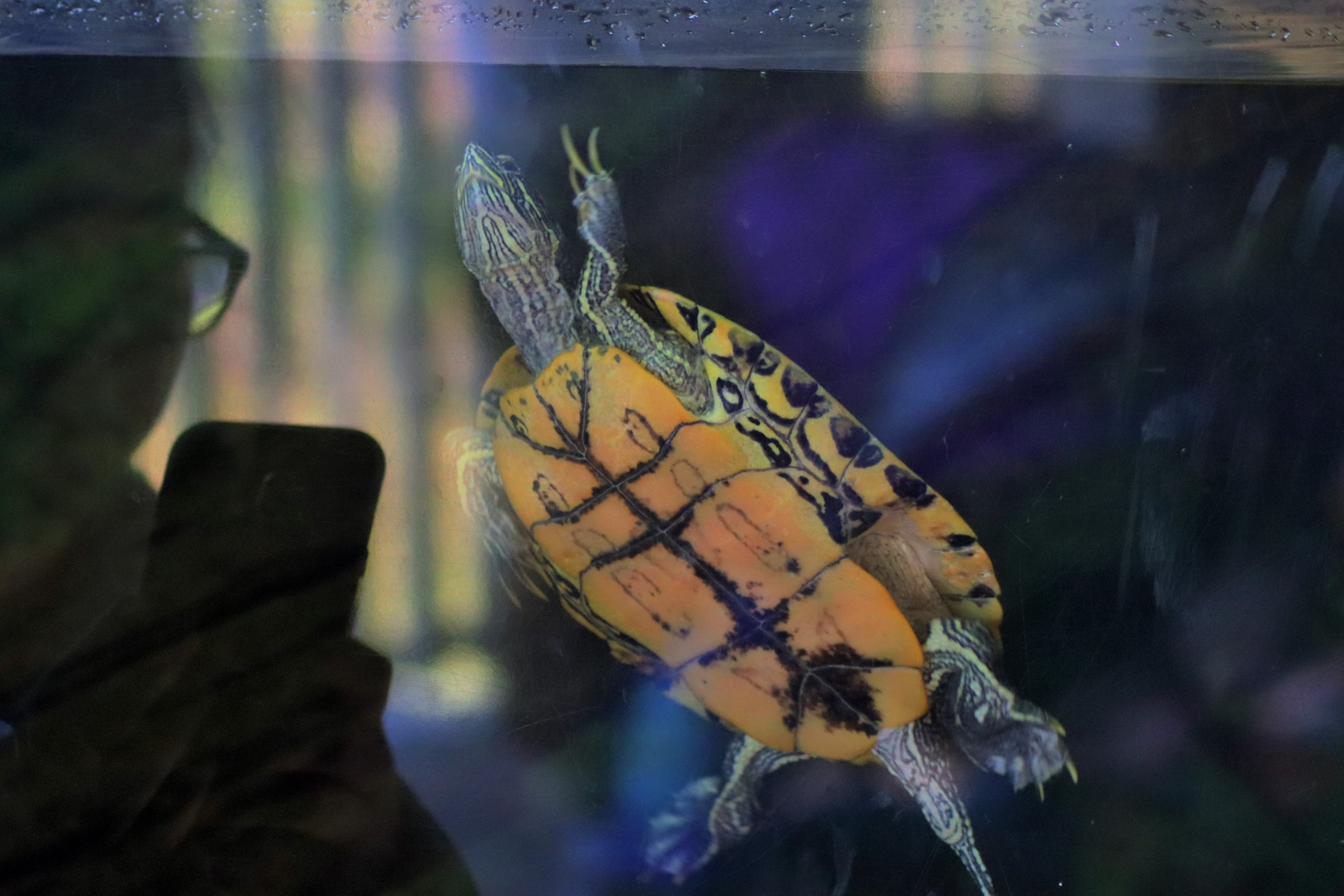 Red-eared Slider ( Trachemys scripta elegans)