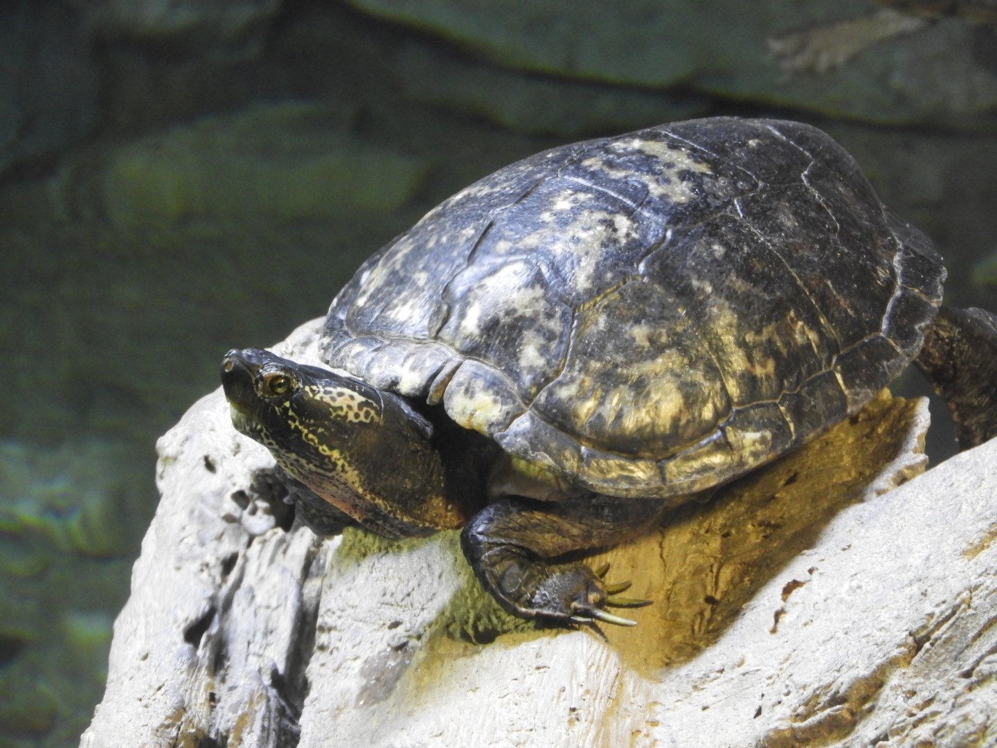 Red-eared Slider (Trachemys scripta elegans)