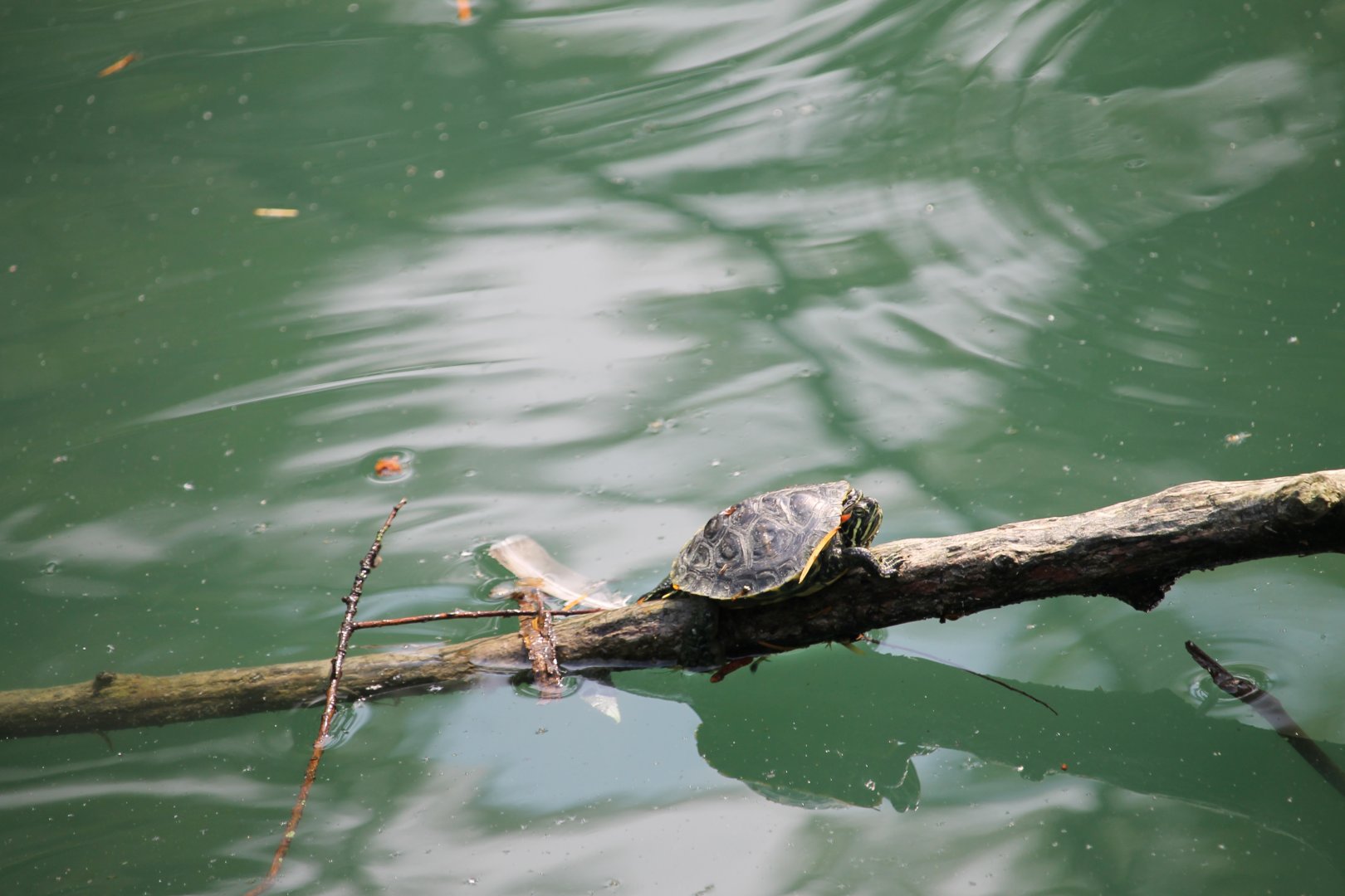 Red-eared slider (Trachemys scripta elegans)