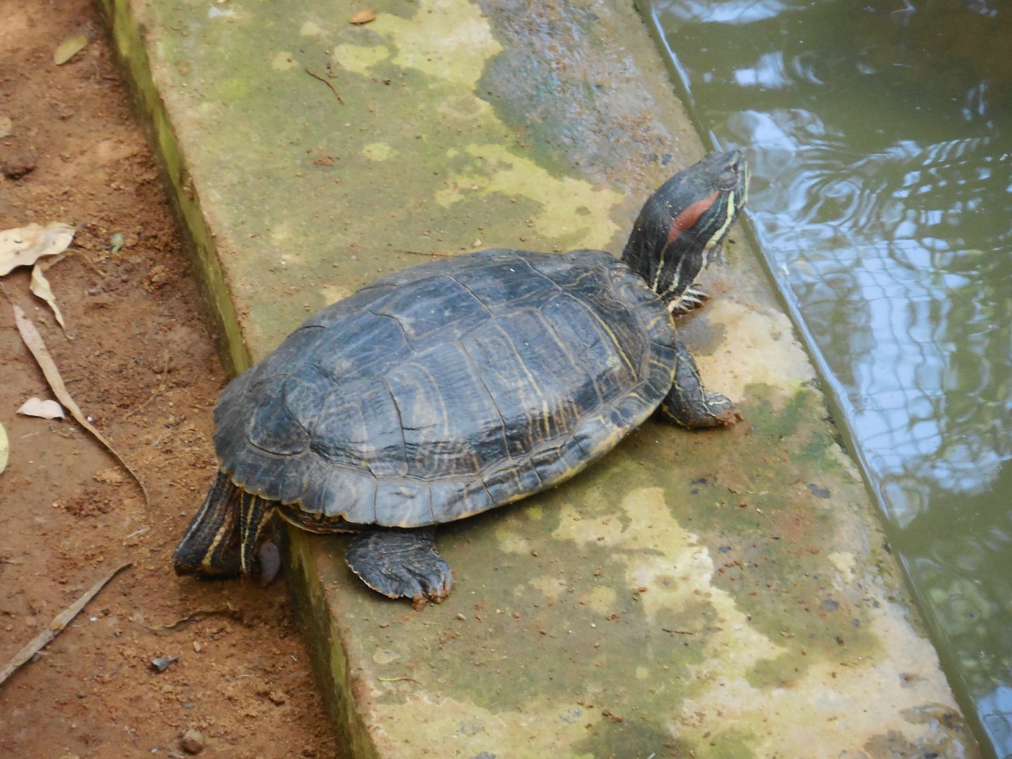 Red-eared Slider (Trachemys scripta elegans)