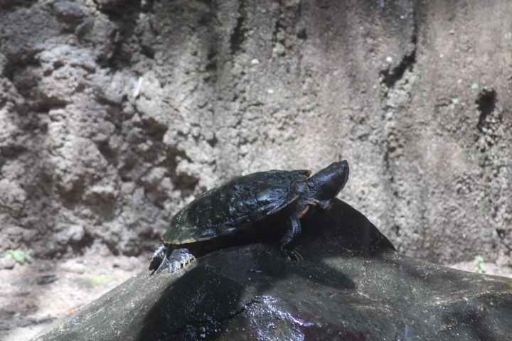 Red-eared slider (Trachemys scripta elegans)