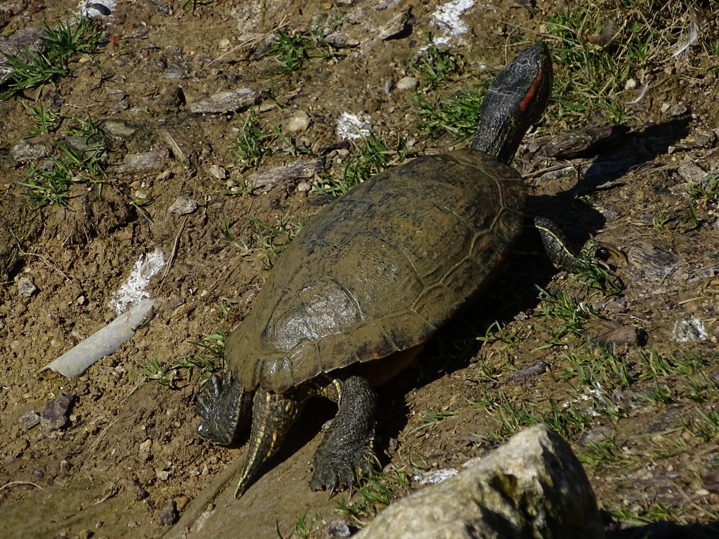 Red-eared slider (Trachemys scripta elegans)