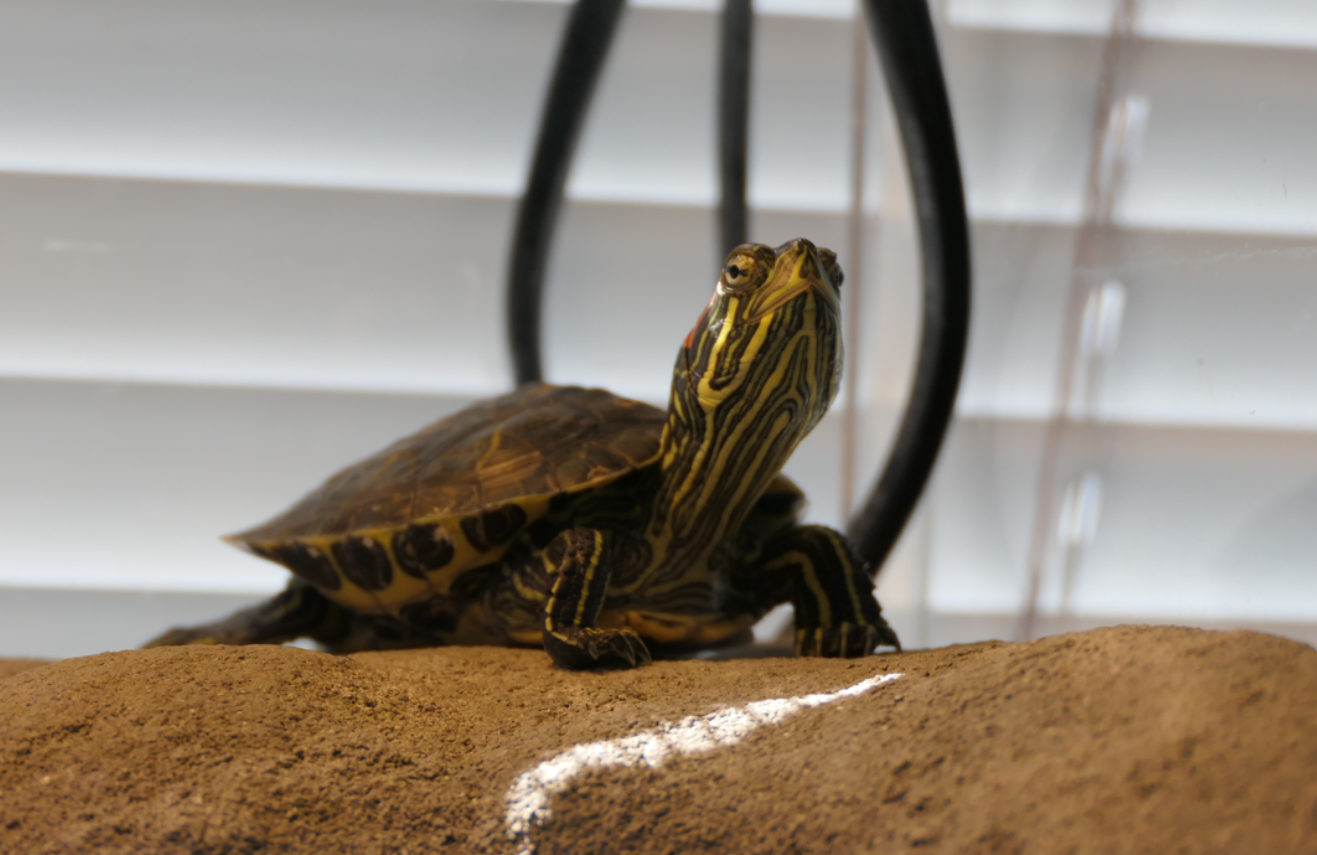 Red-eared Slider (Trachemys scripta elegans)