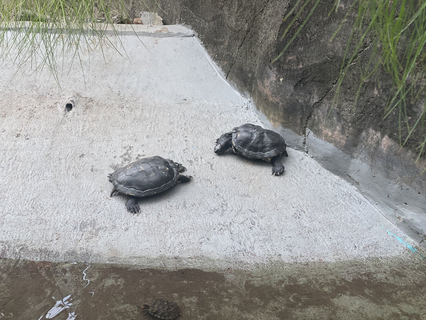 red-eared slider (trachemys scripta elegans)