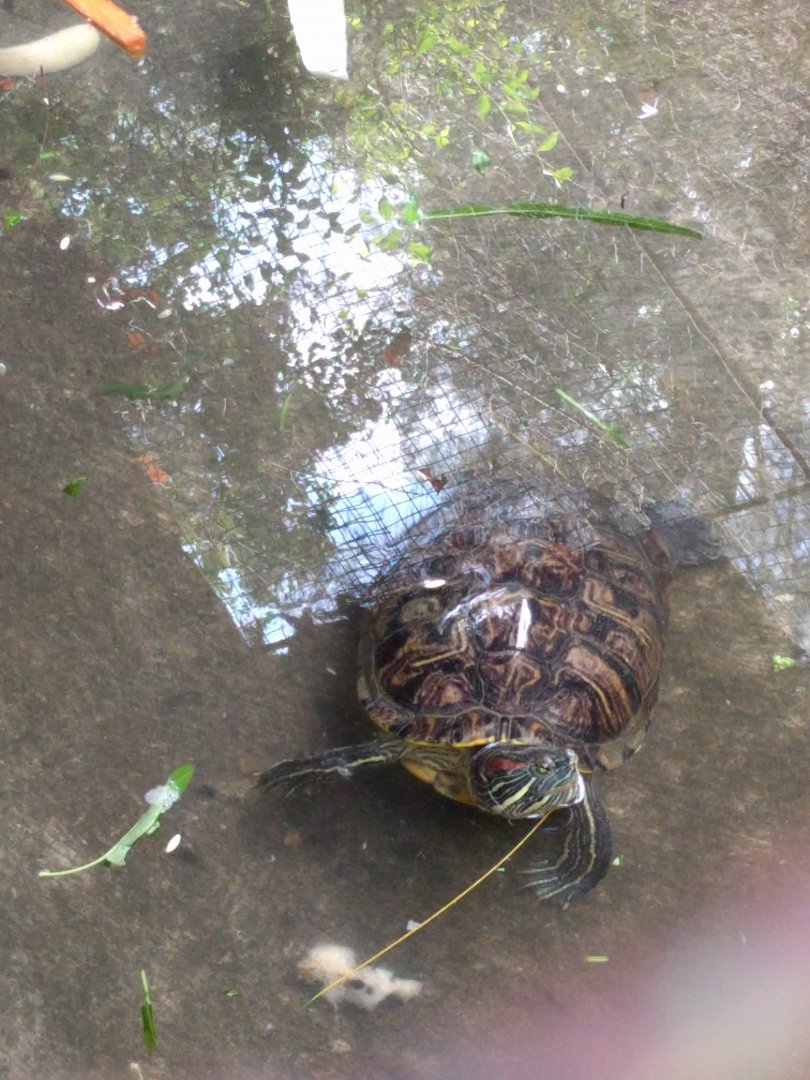 Red Eared Slider (Trachemys scripta) - Taru Jurug Zoo