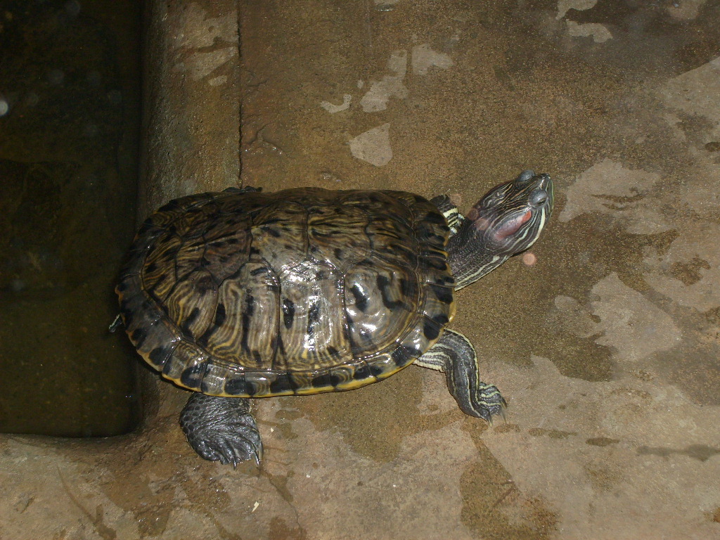 Red-eared slider/Trachemys scripta