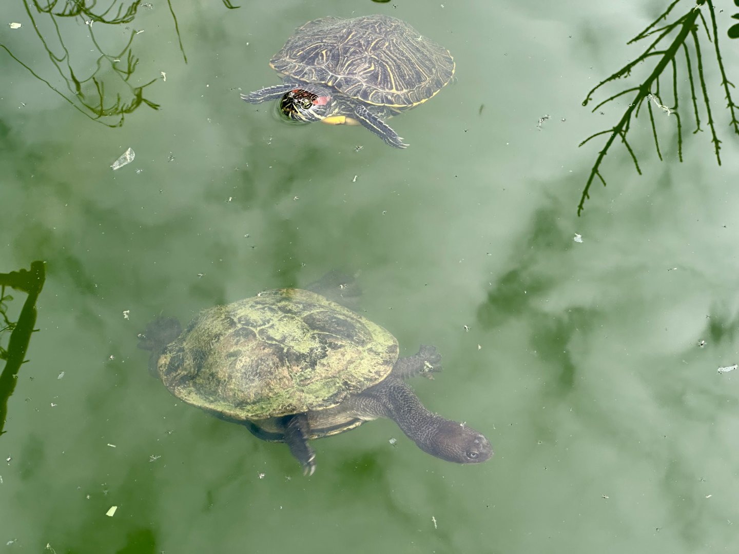 Red-eared slider turtle/Eastern snake-necked turtle