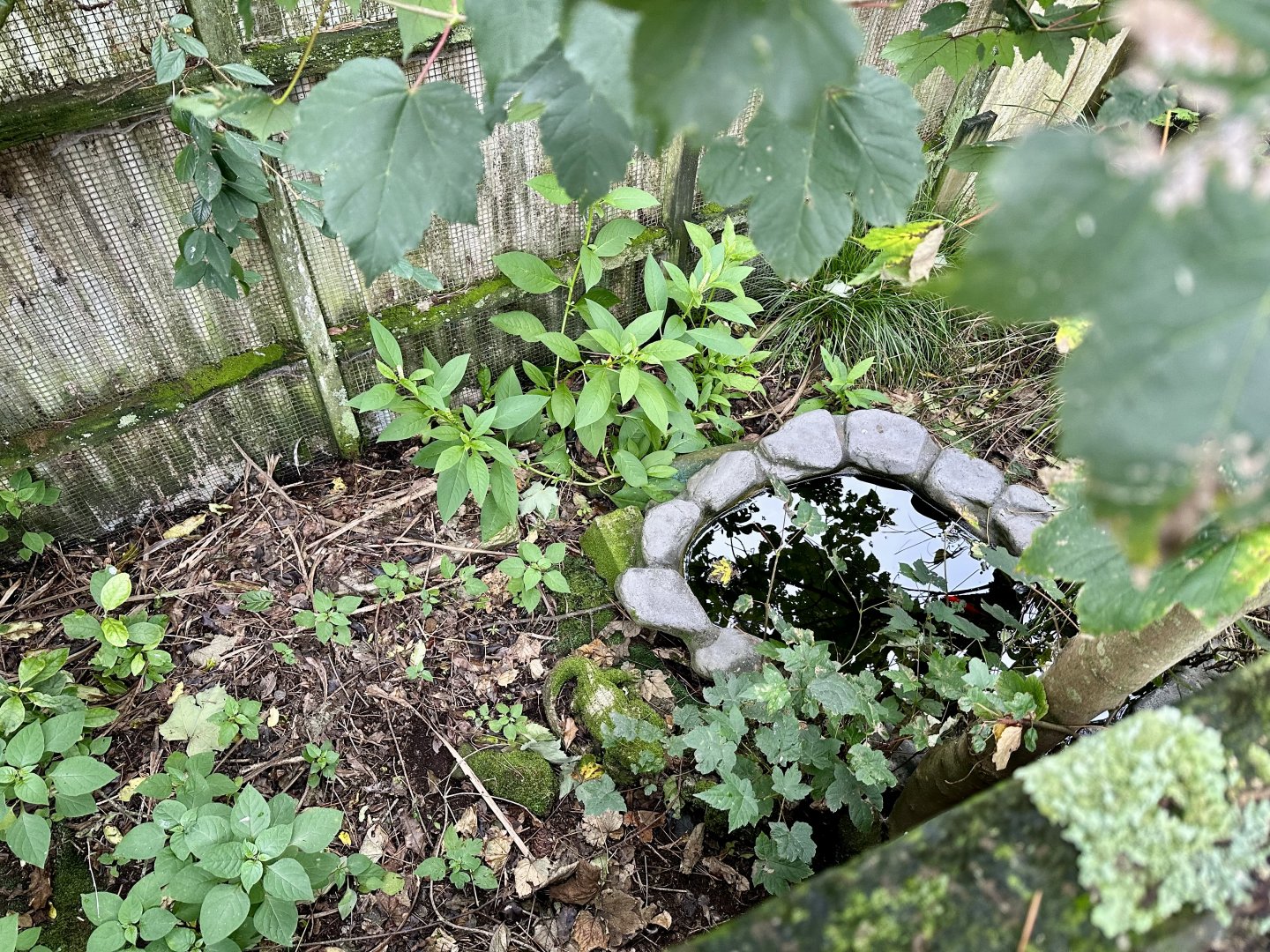 Red-Eared Slider Turtle Exhibit