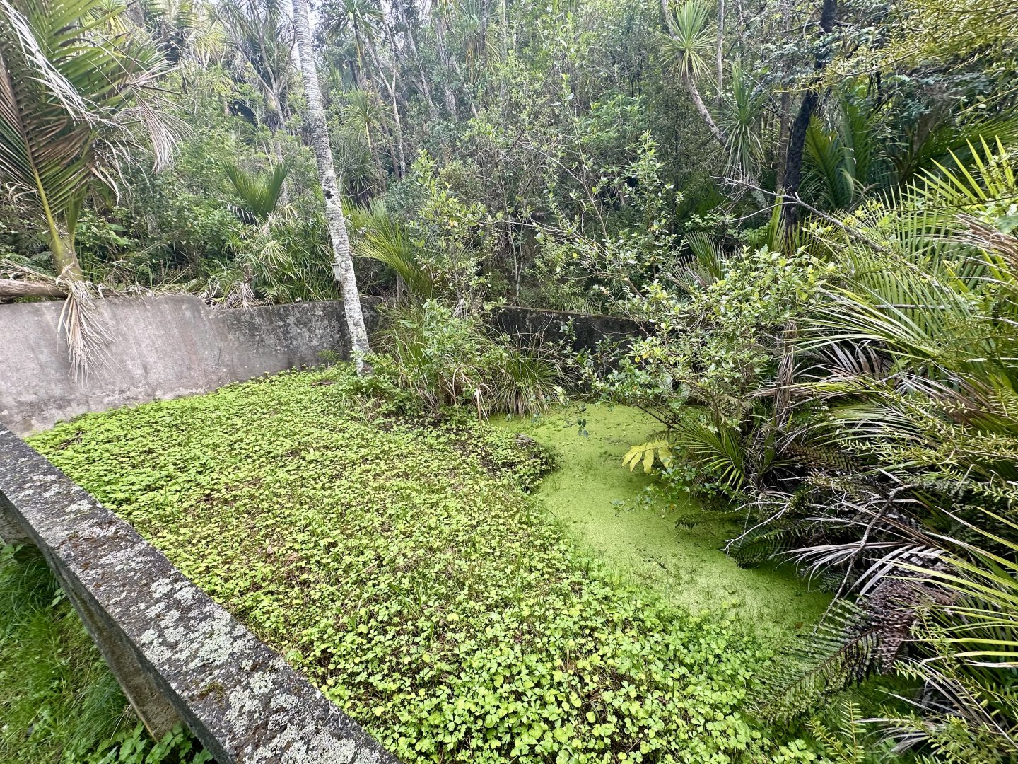 Red-eared Slider Turtle Exhibit