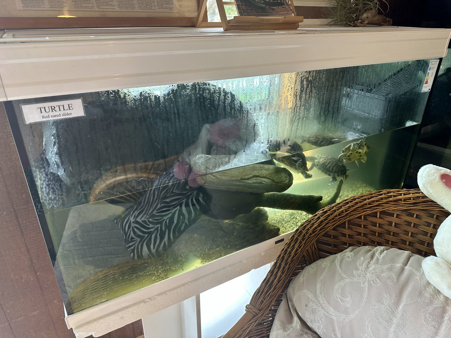 Red-eared Slider Turtle Tank