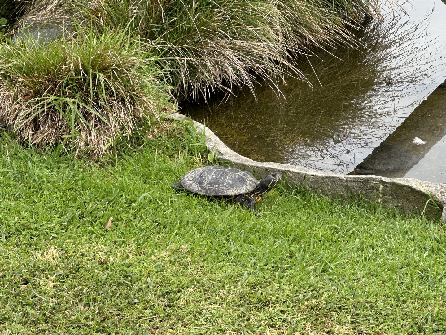 Red-eared slider turtle (Trachemys scripta elegans)