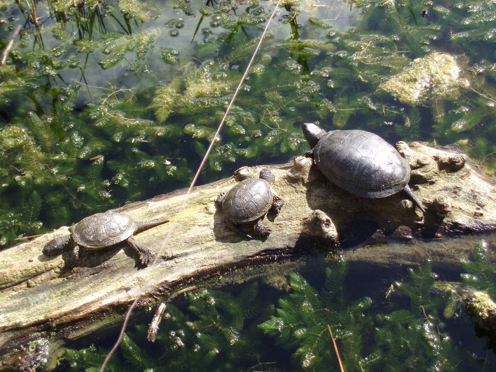 Red eared slider turtle