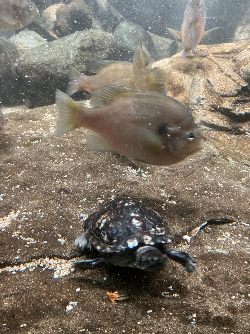 red eared slider turtle