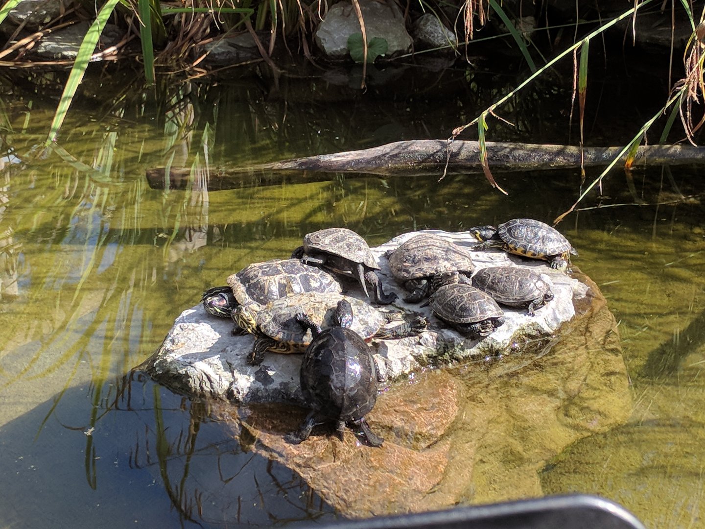 Red eared Slider Turtles, yellow eared Slider Turtles and European Pond Turtles