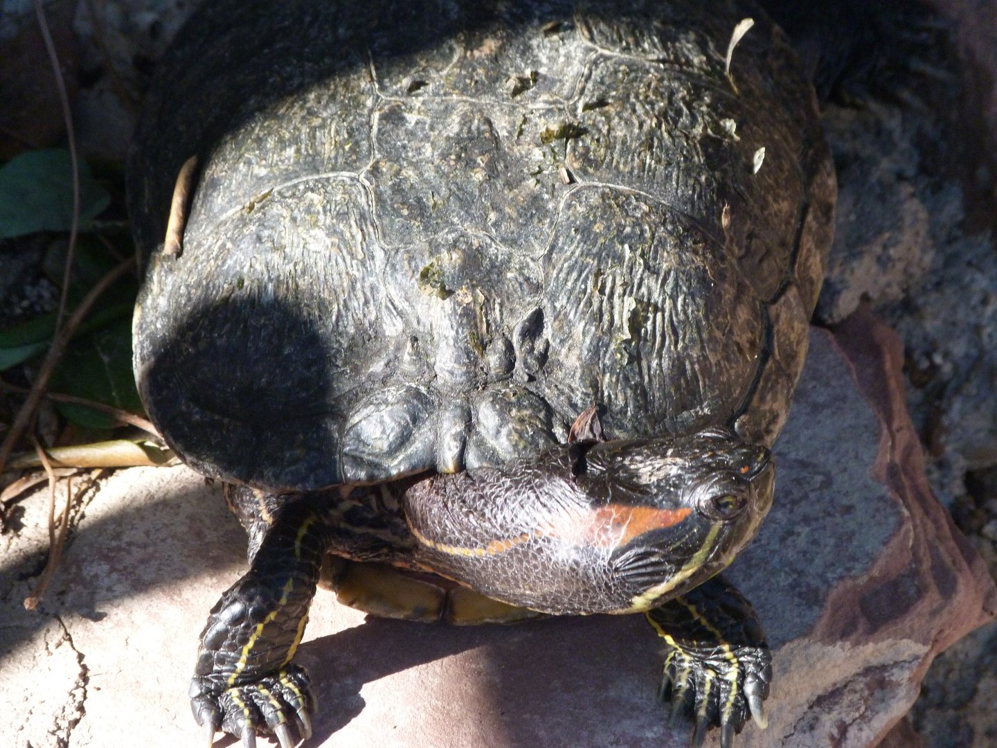 Red-eared slider -Zoo Aquarium de Madrid (2025)