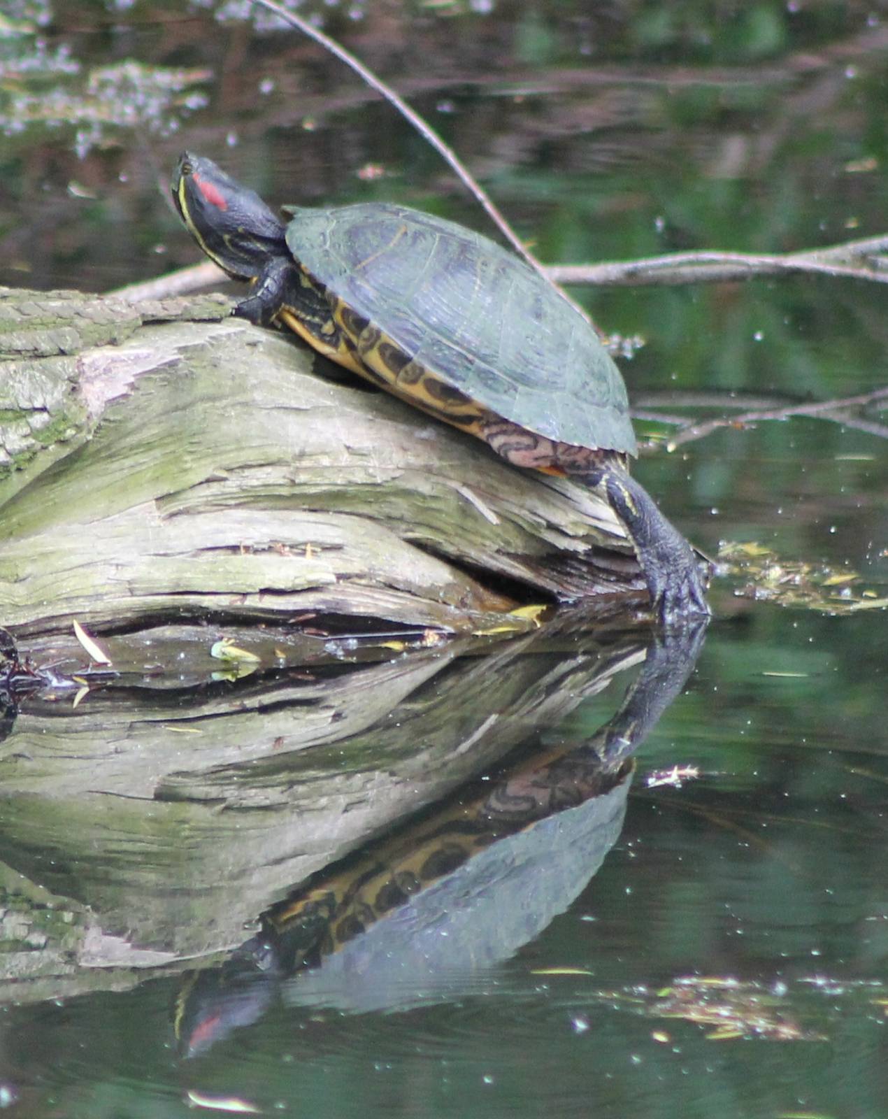 red-eared slider
