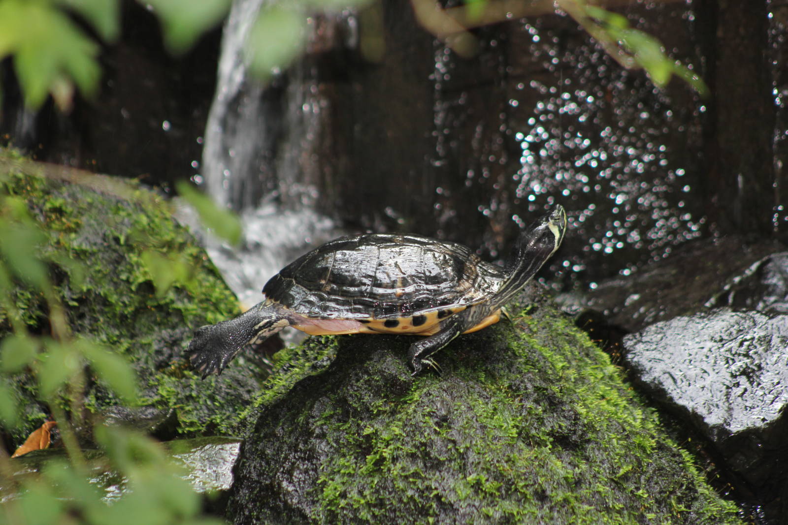 Red-eared slider