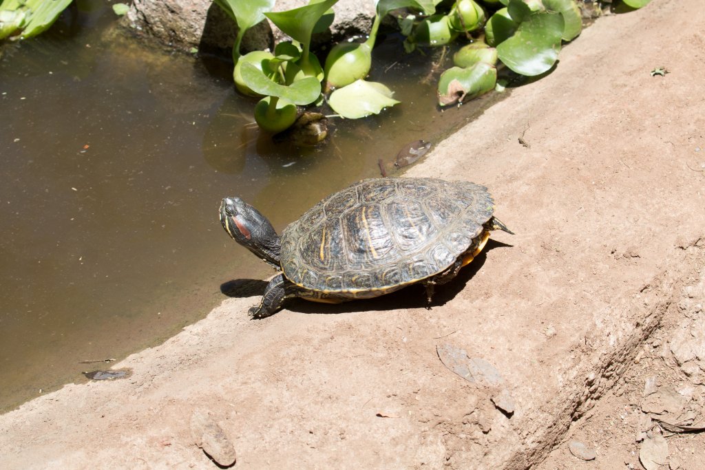 Red-eared Slider