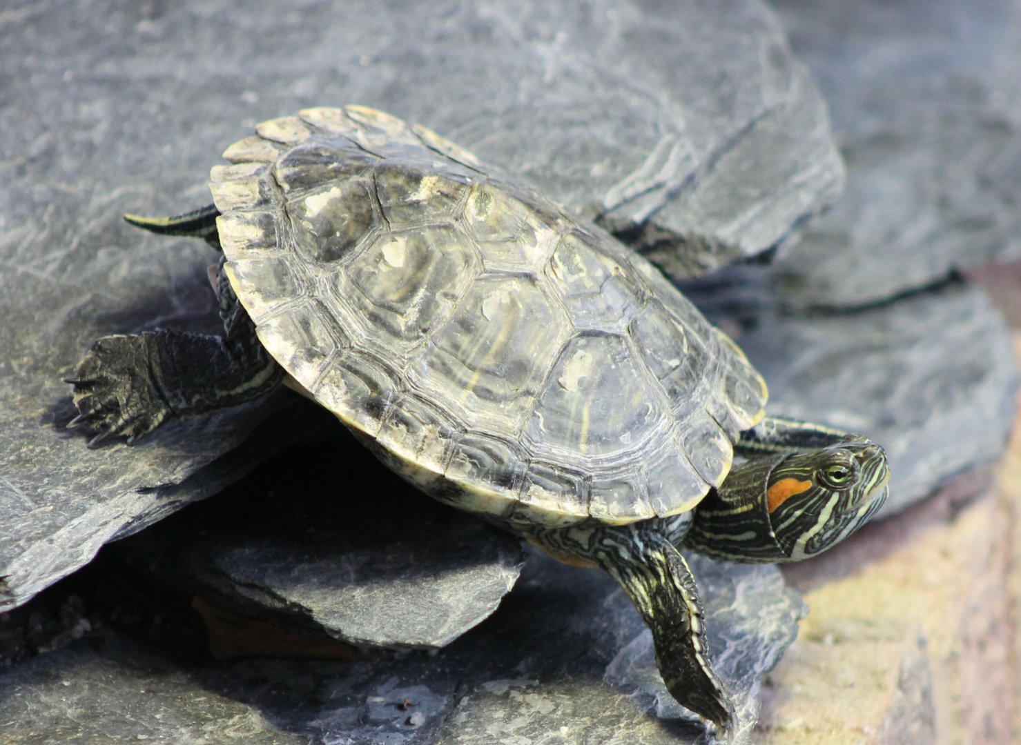 Red-eared slider