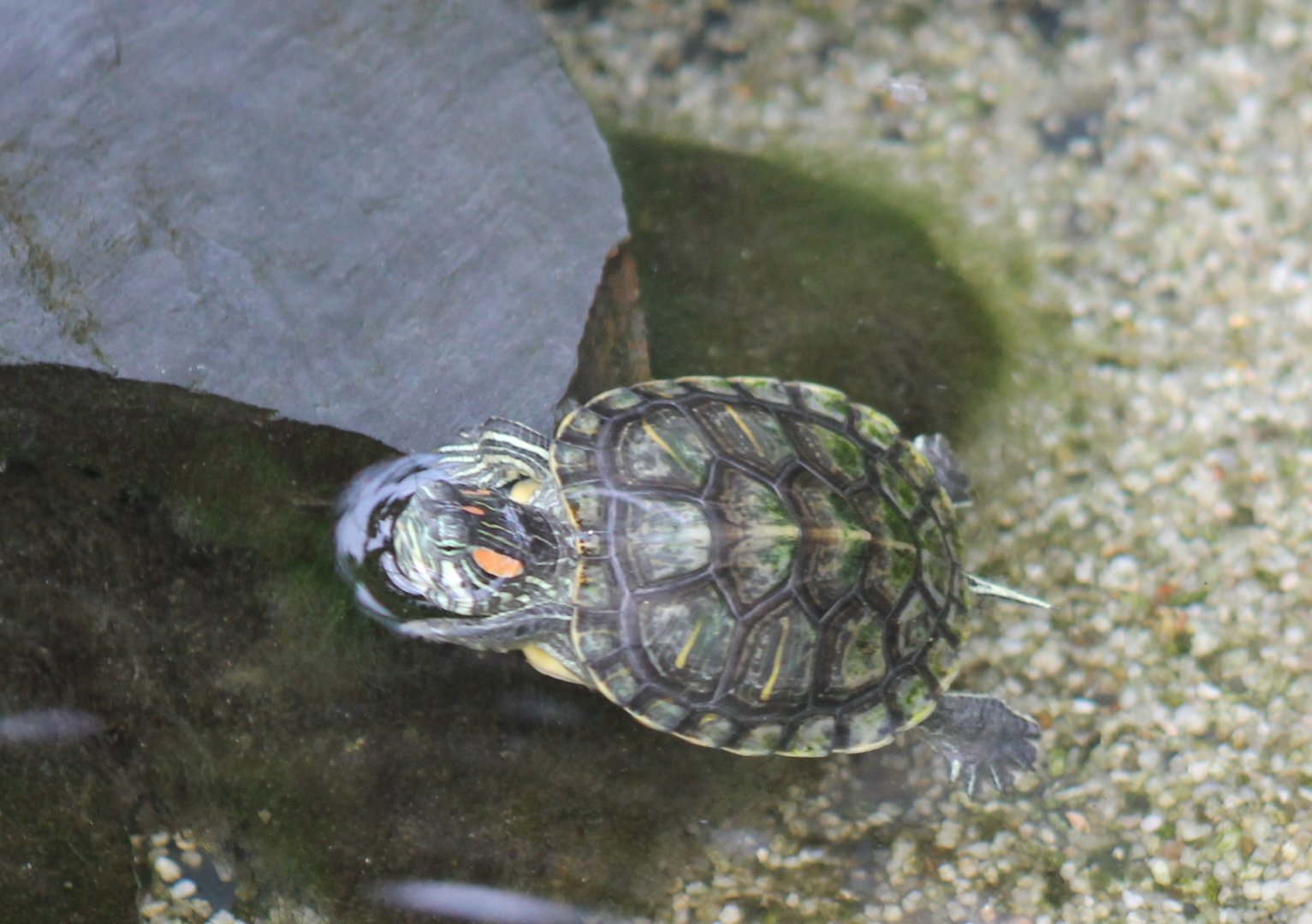 Red-eared Slider