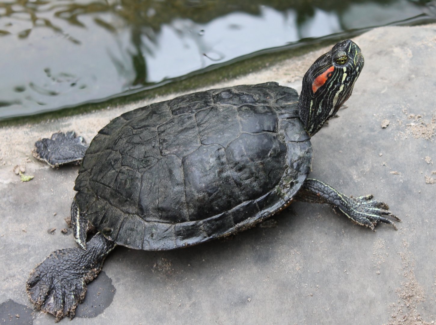Red-eared slider