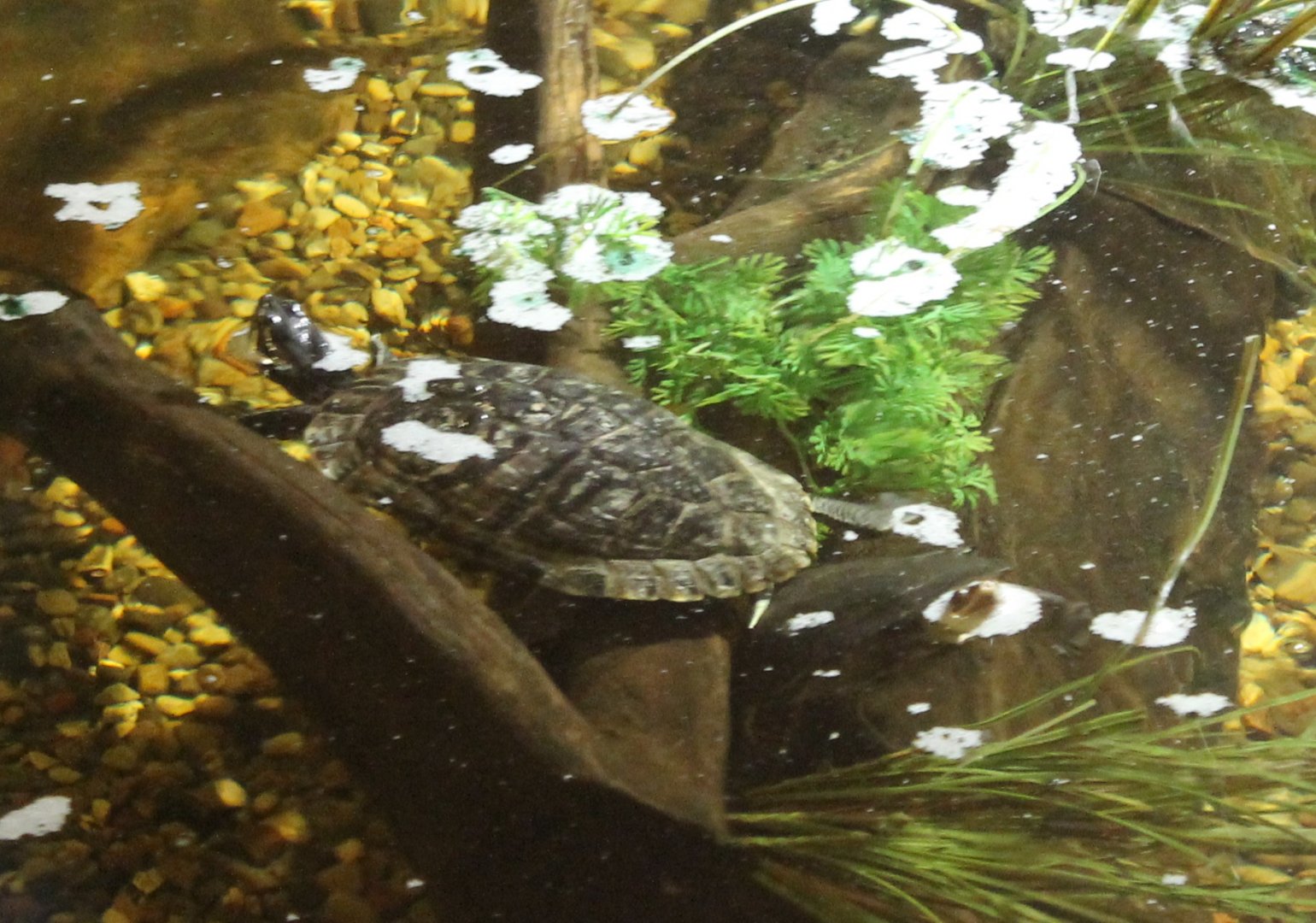 Red-eared slider