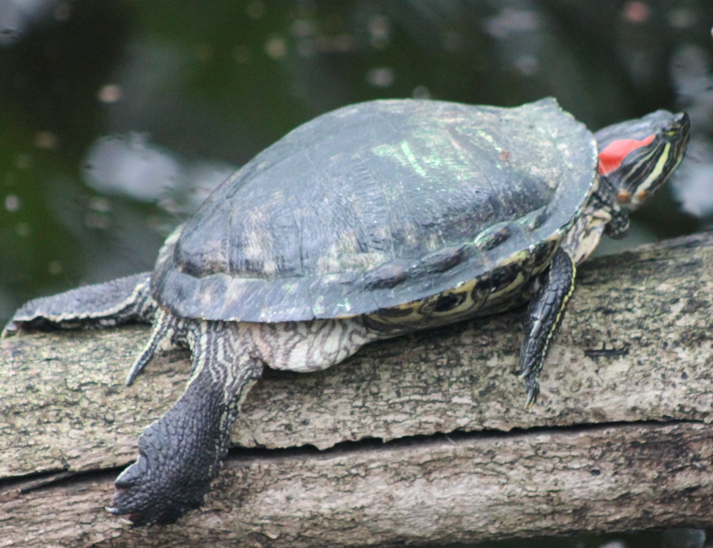 Red-eared slider