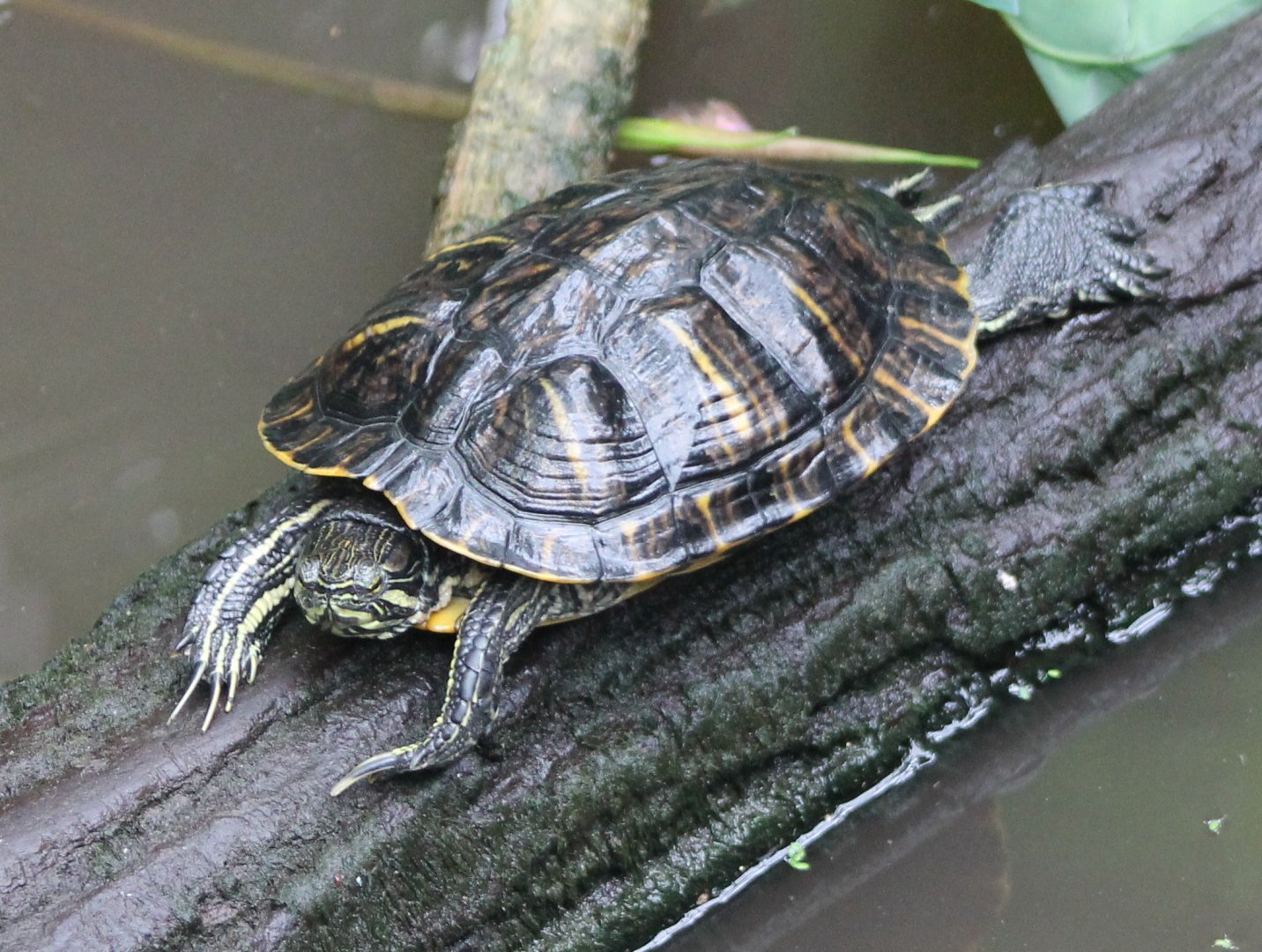 Red-eared slider
