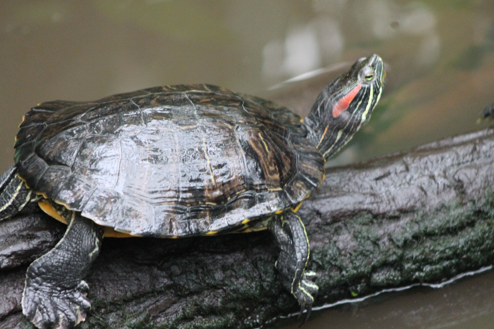 Red-eared slider