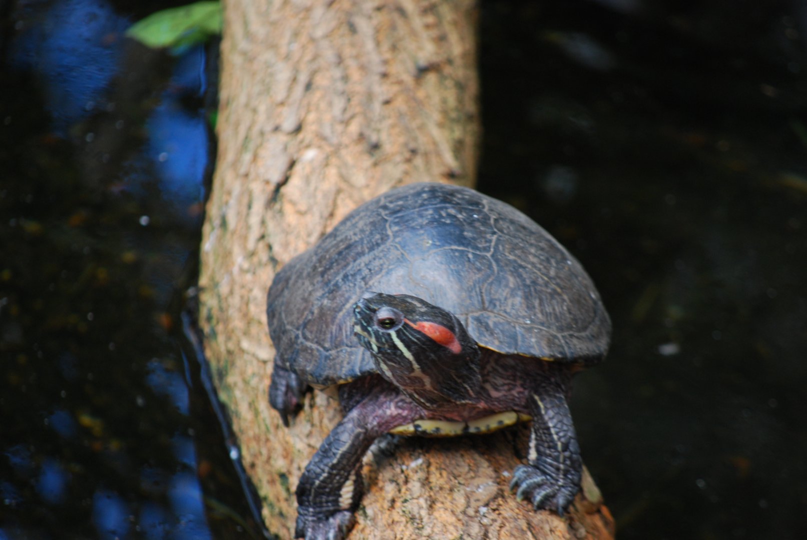 Red-Eared  Slider