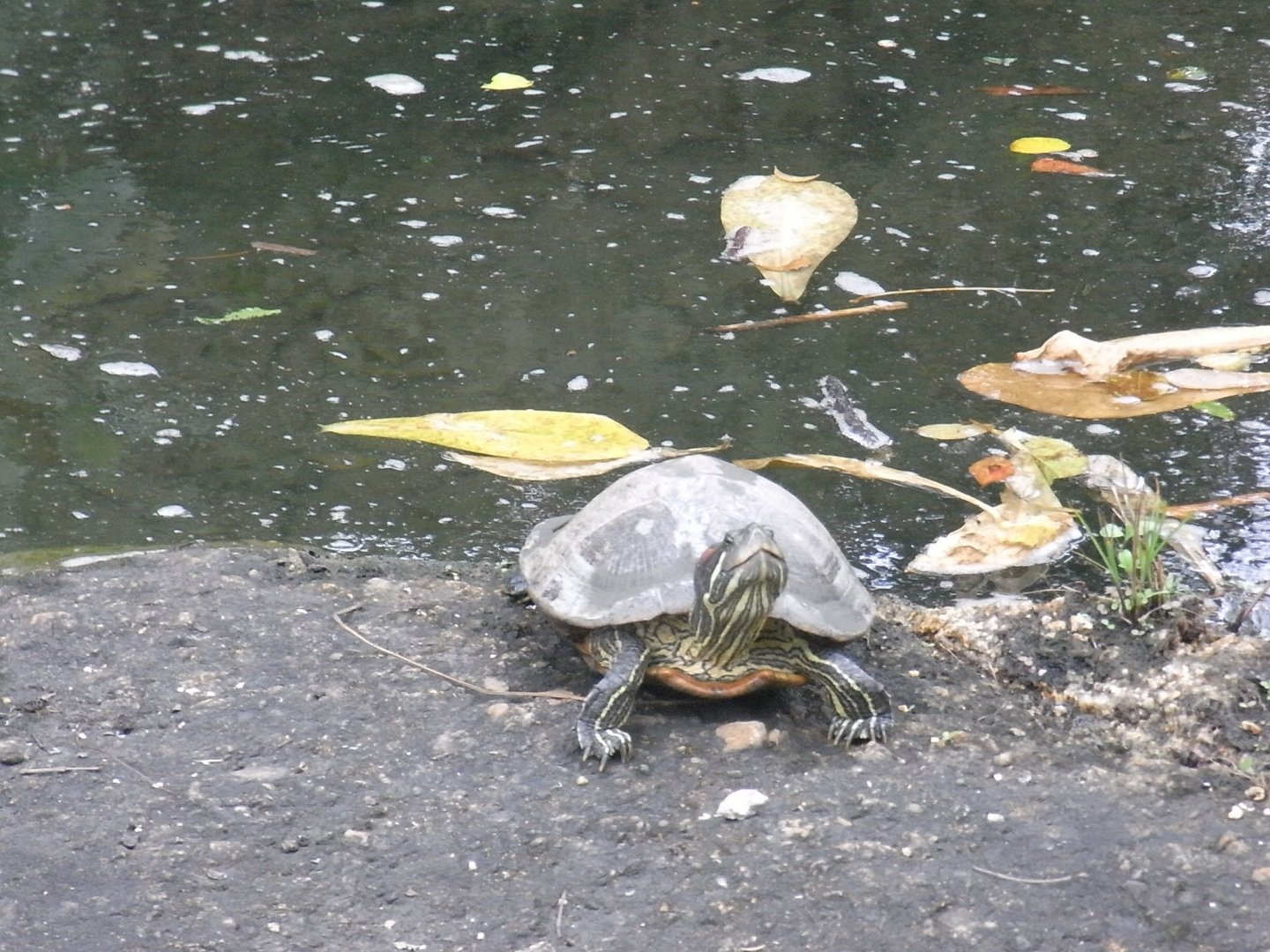 Red-eared slider