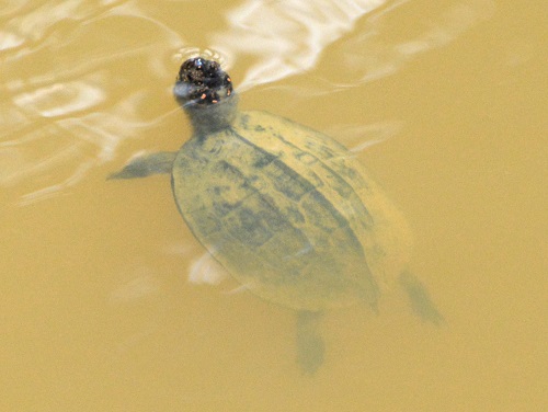 Red-eared slider ?