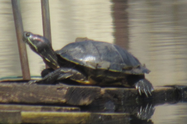 red eared slider