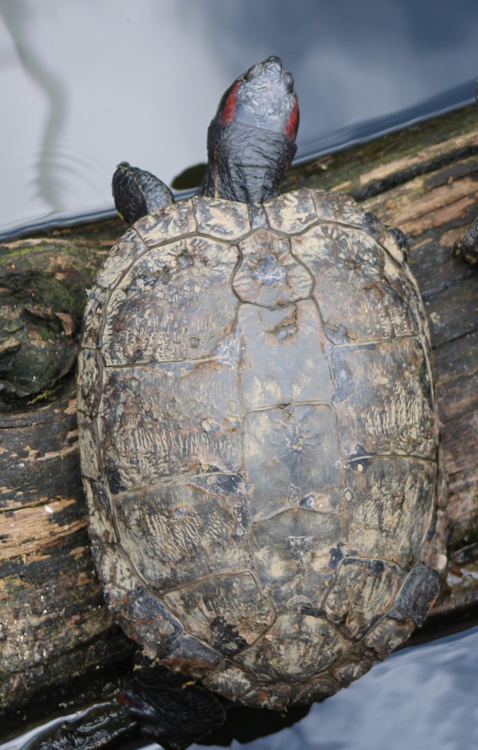 Red-eared slider