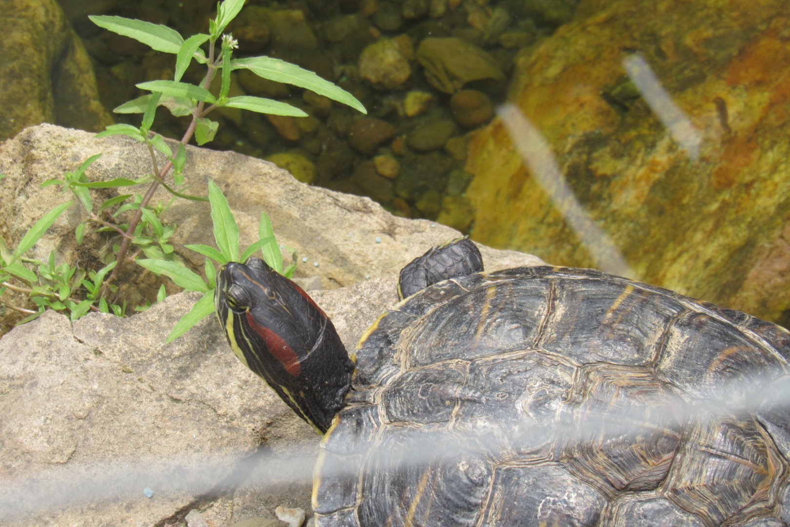 red eared slider