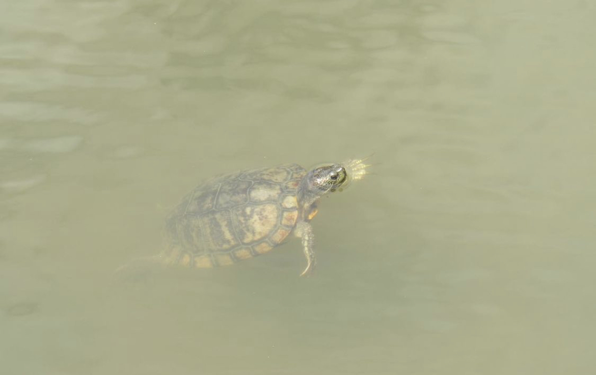 Red eared slider