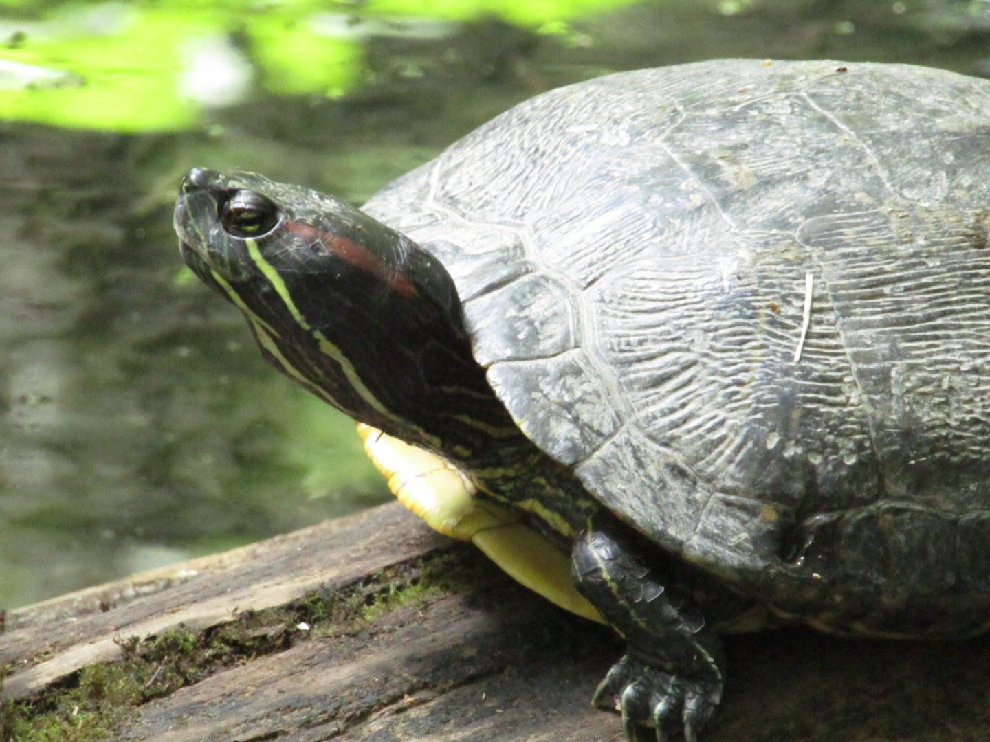Red-eared Slider