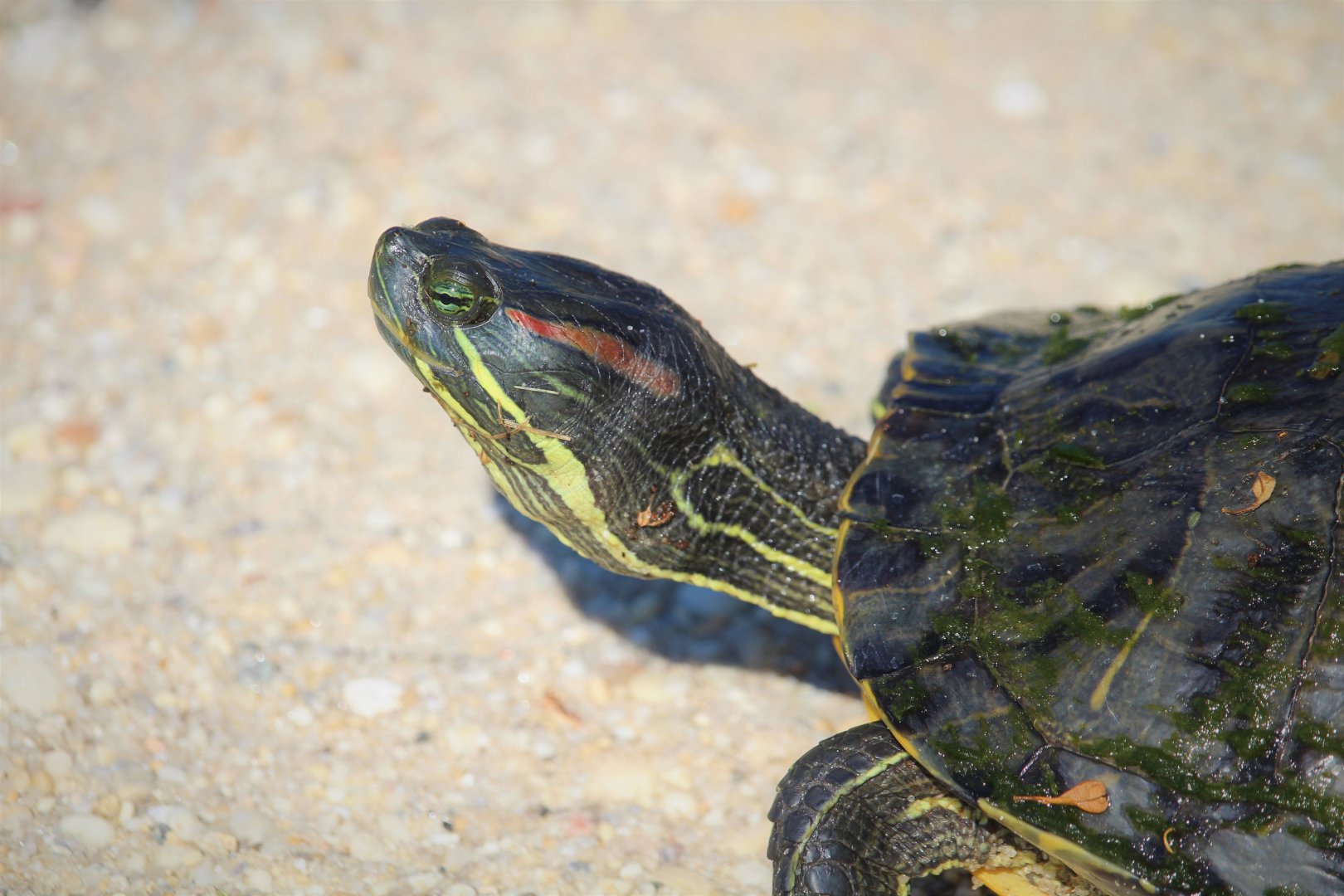 Red-eared Slider