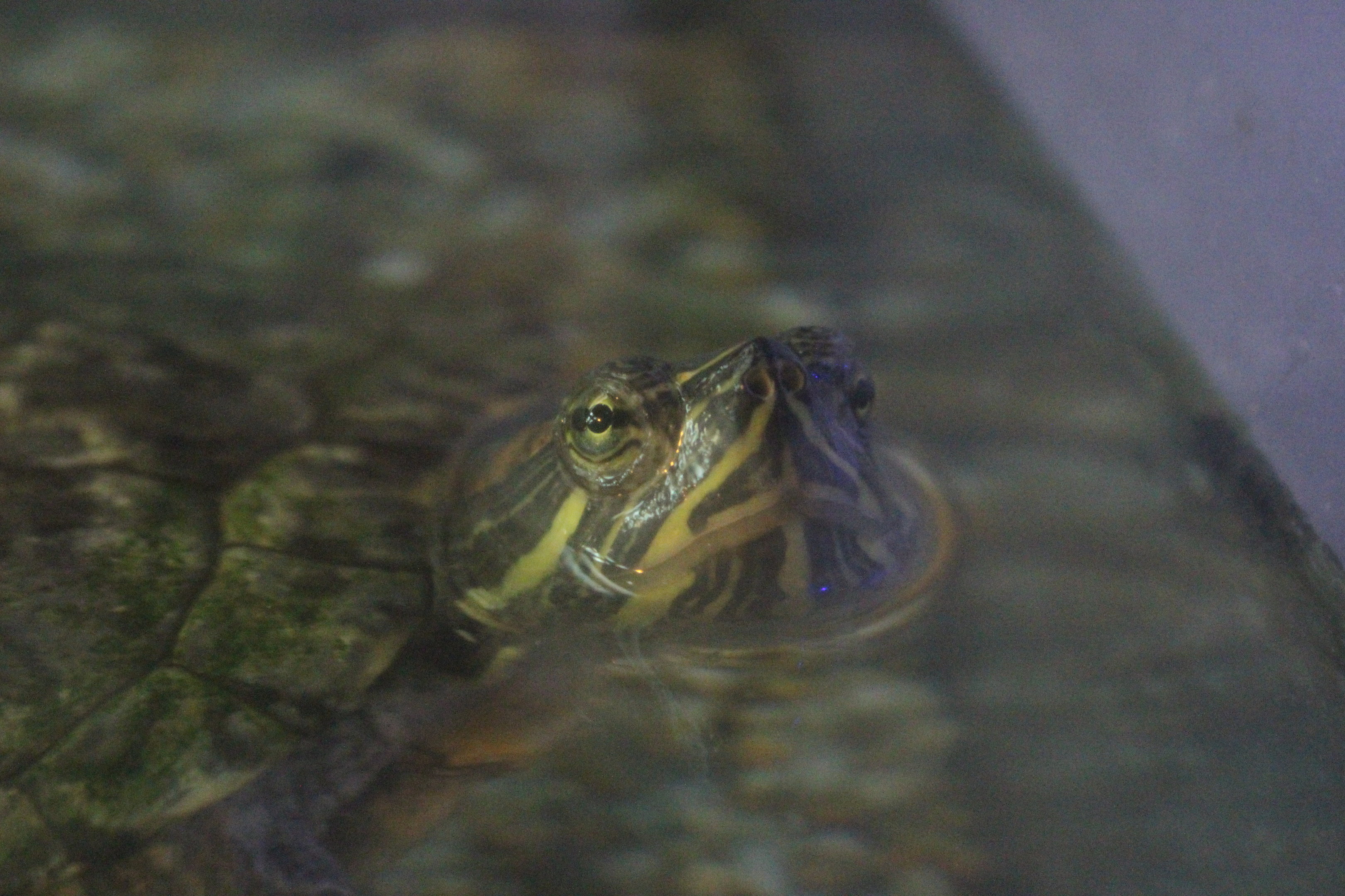 Red-eared Slider