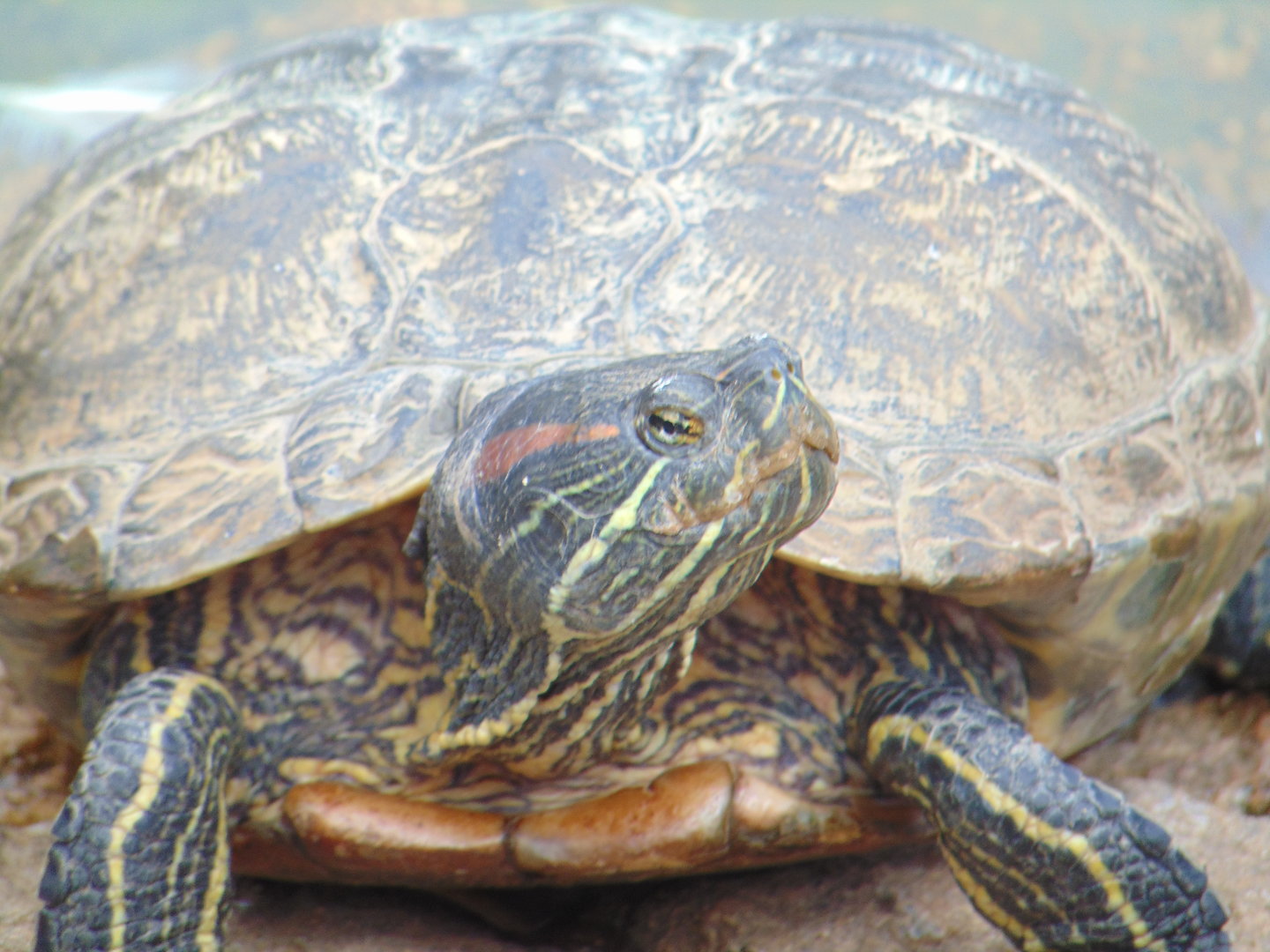 Red-eared Slider