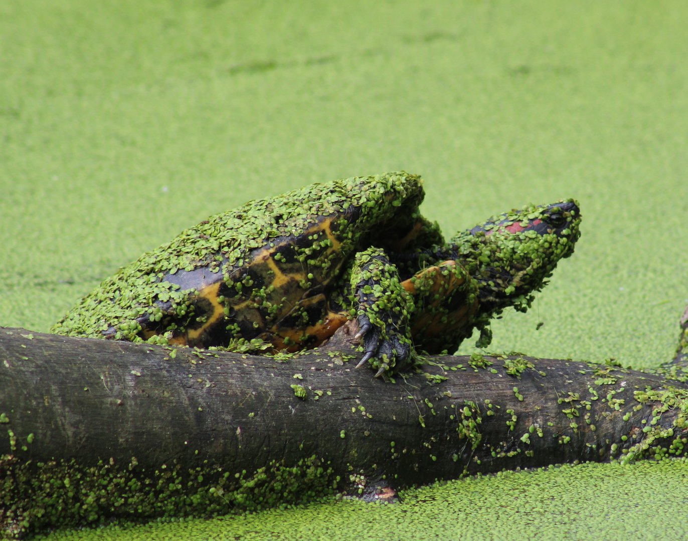 Red-eared slider