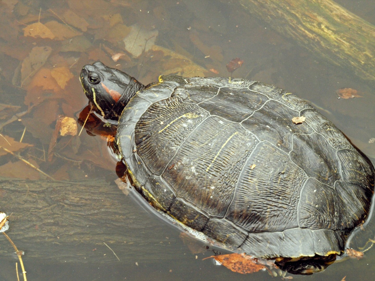 Red-eared slider