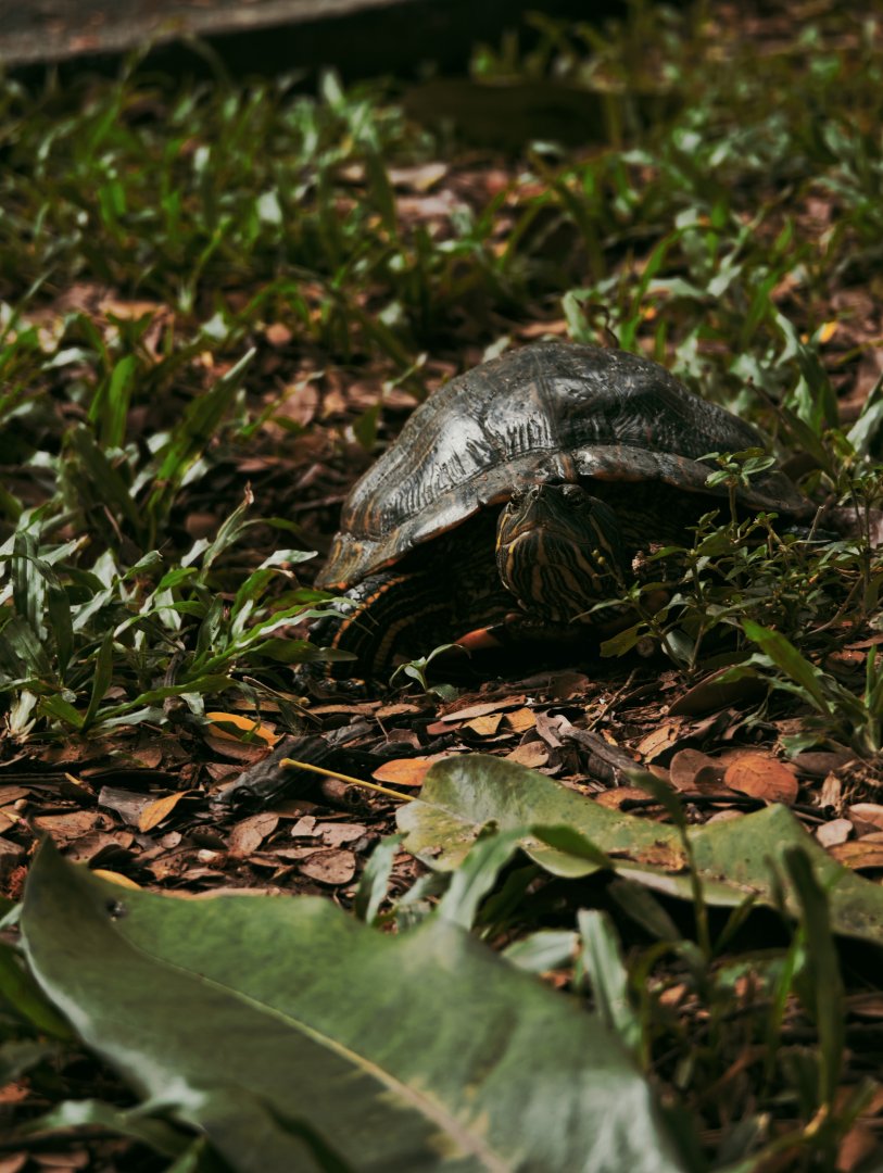 Red-eared Slider