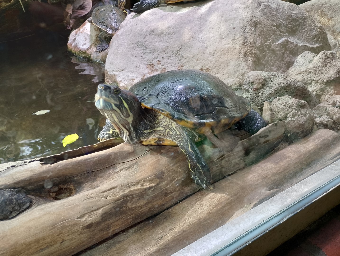 Red-eared slider