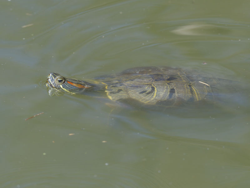 Red-eared slider