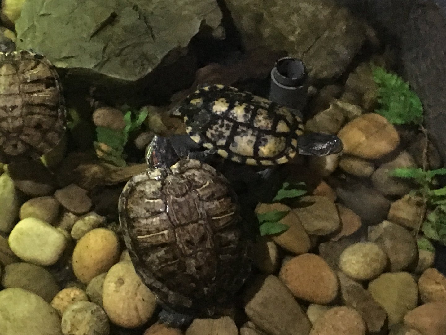 Red-eared sliders 030817