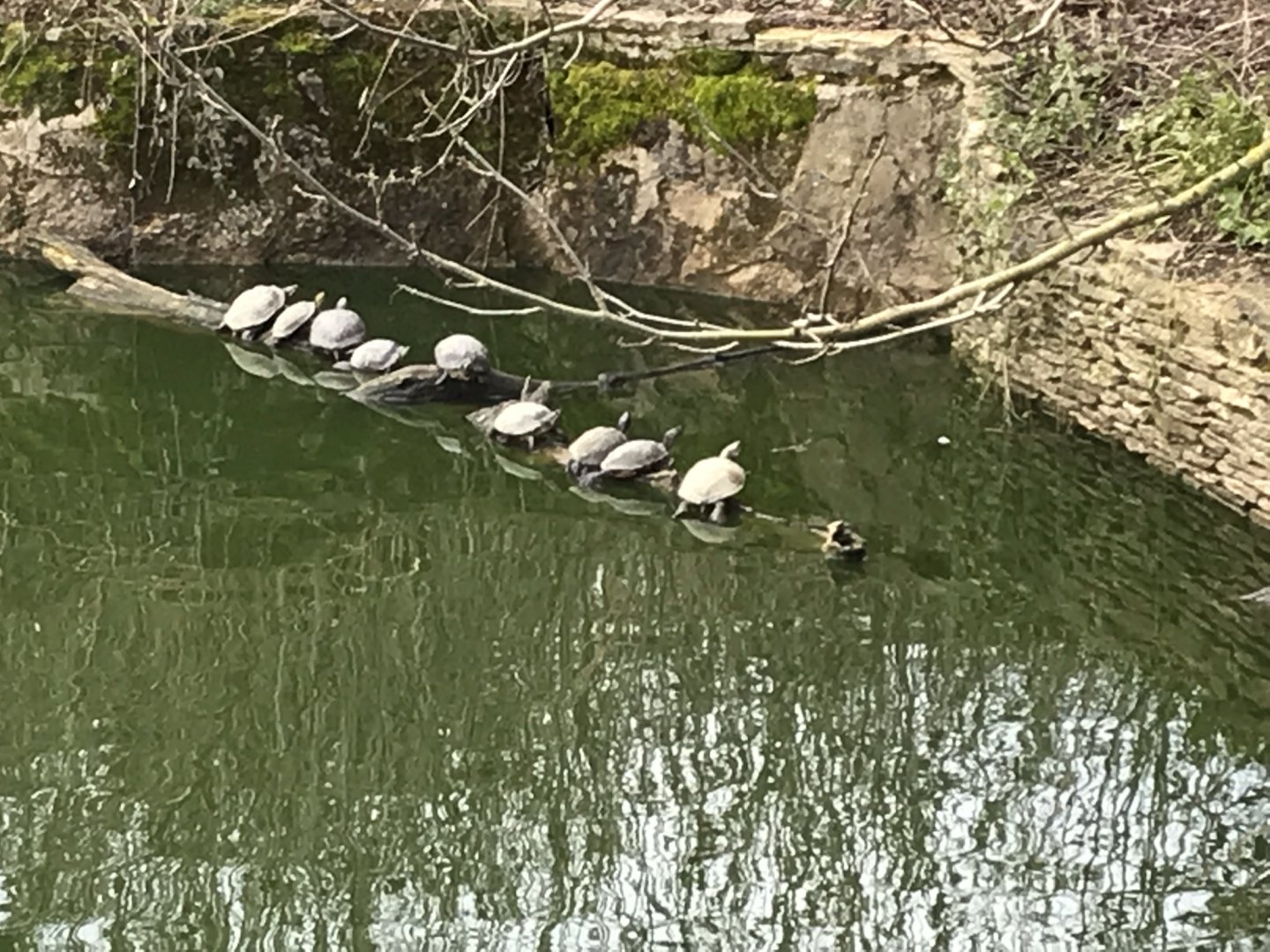 Red-eared sliders 250318