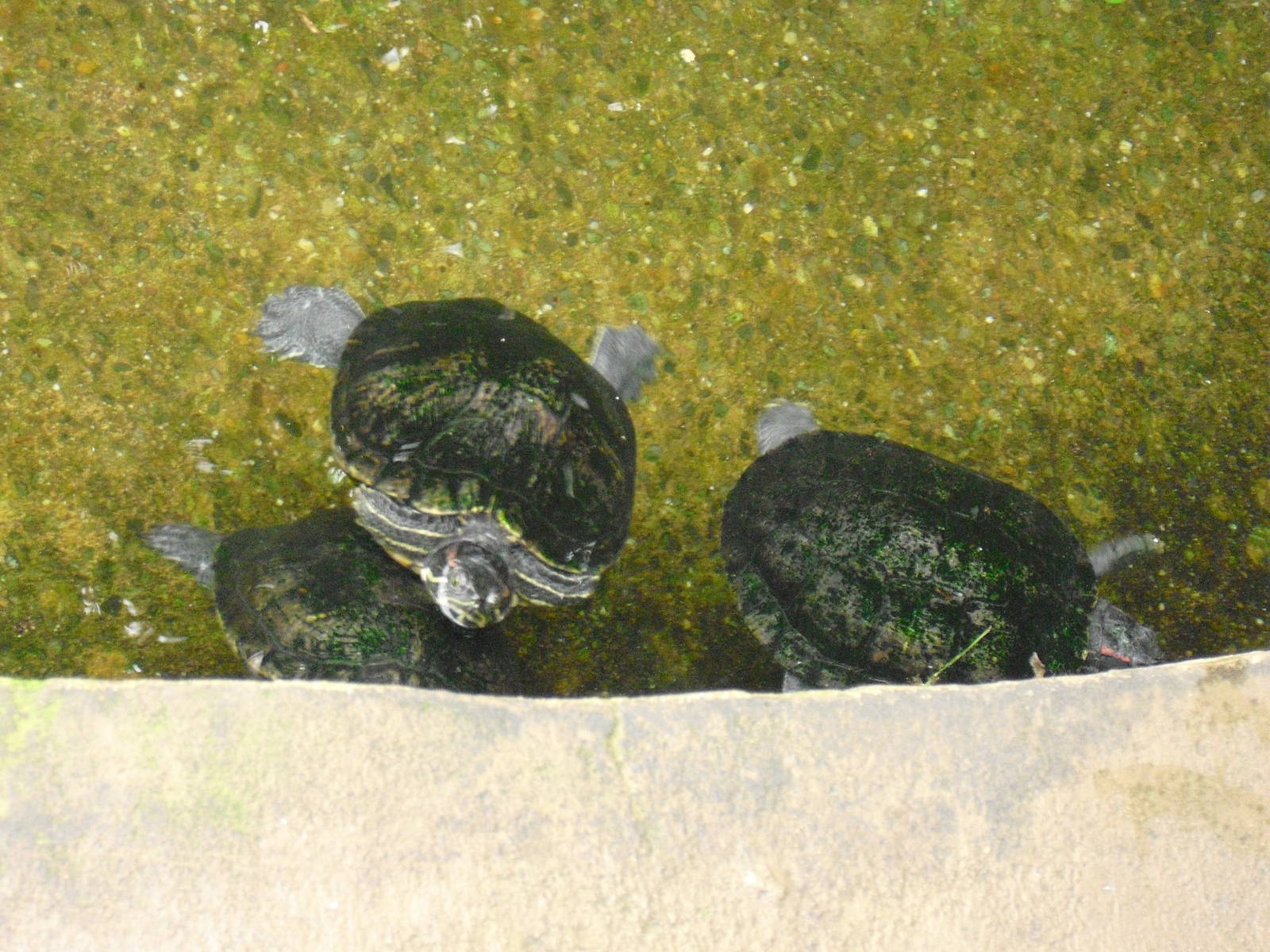 Red-eared sliders - 27/10/2011